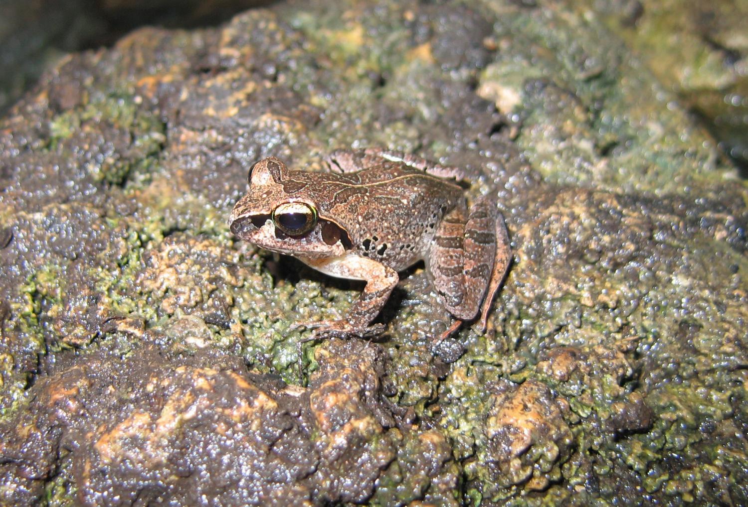 Aglyptodactylus securifer